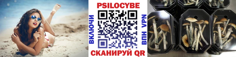 Купить закладки  Спас-Клепики  Псилоцибиновые грибы MAGIC MUSHROOMS 